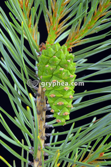 Pin sylvestre - cône femelle immature - gryphea.org